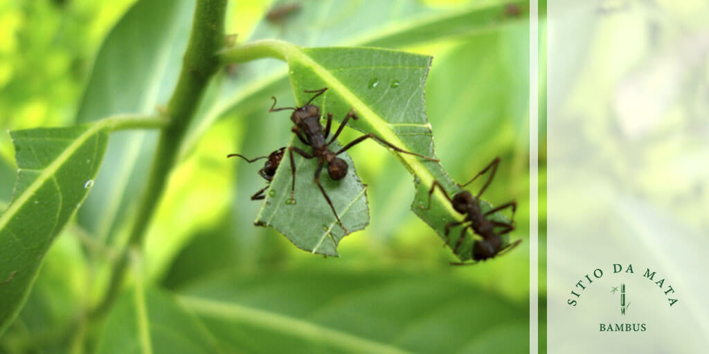 como afastar formigas da horta