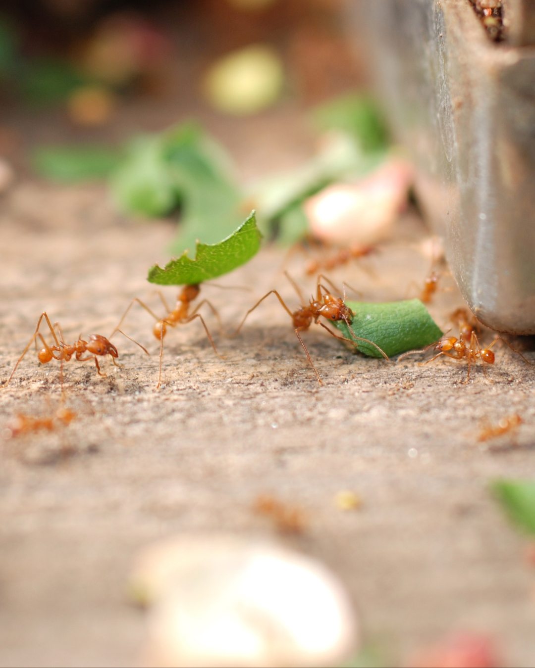 como espantar formigas da horta naturalmente