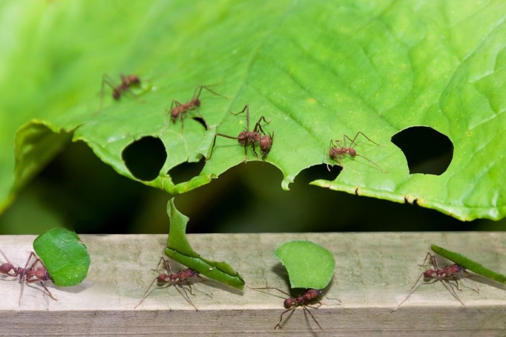 métodos caseiros para controle de formigas no jardim