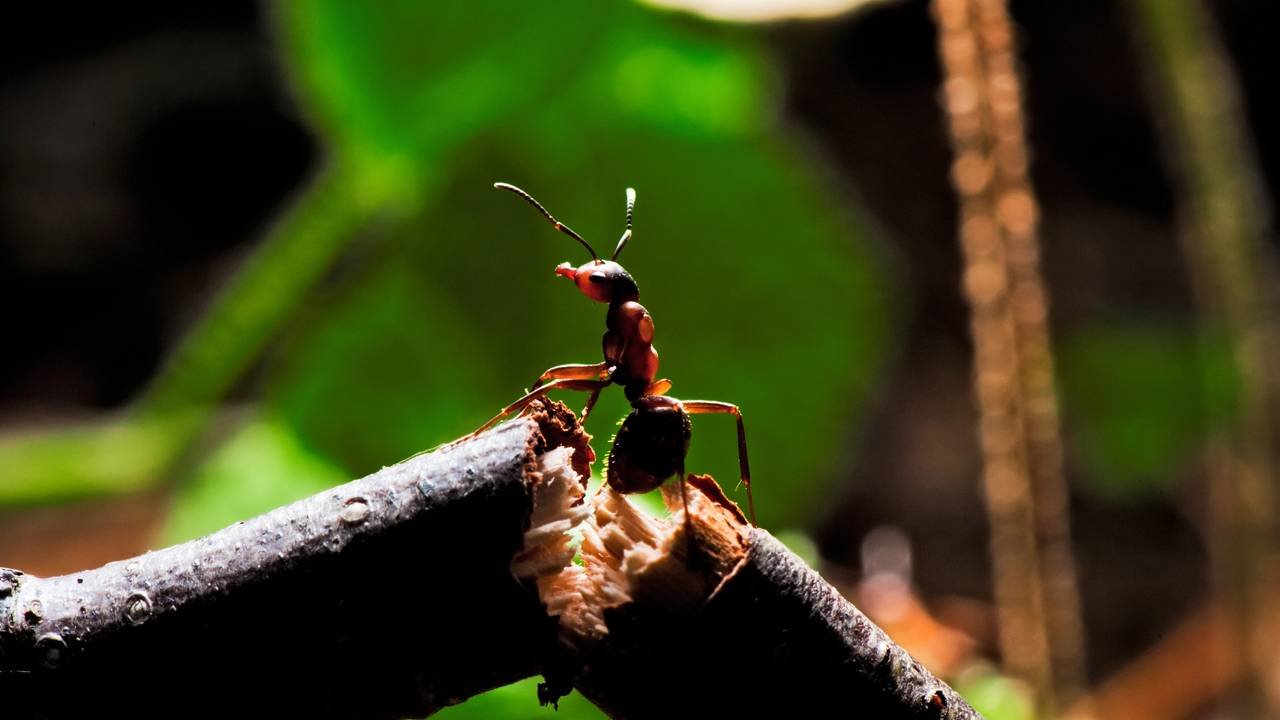 como espantar formigas da horta naturalmente