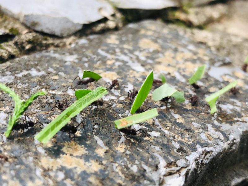 métodos caseiros para controle de formigas no jardim