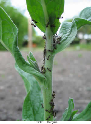 como afastar formigas da horta