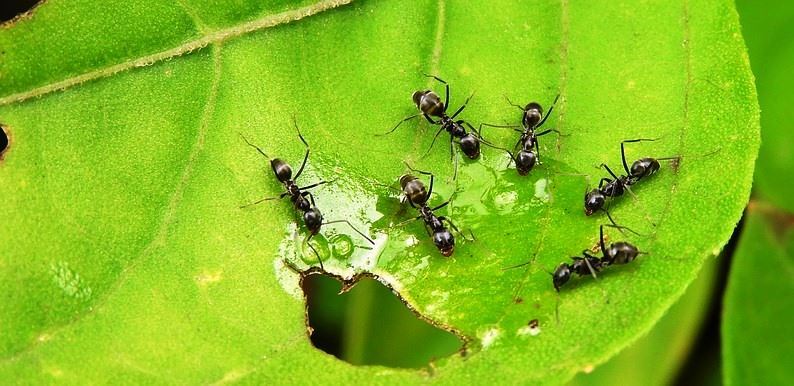 repelentes naturais para formigas em hortas