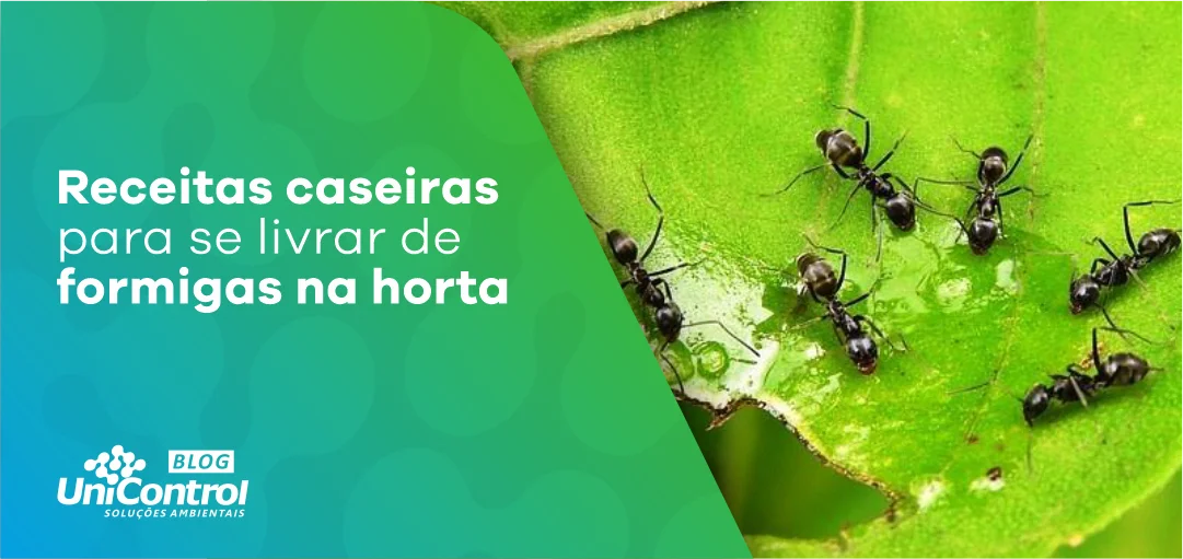 como afastar formigas da horta