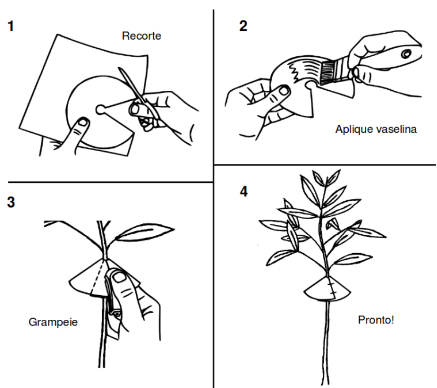 como espantar formigas da horta naturalmente