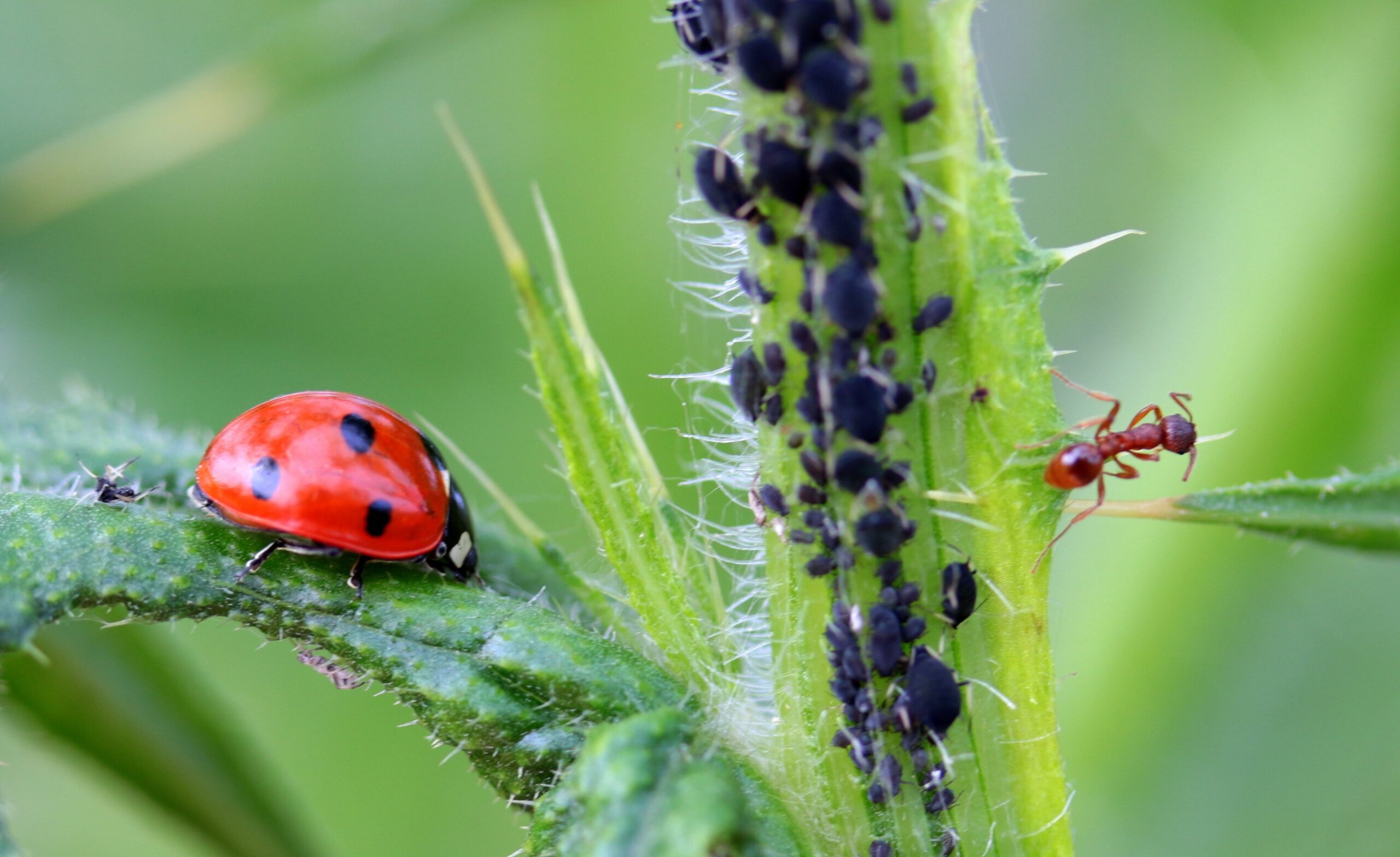 repelentes naturais para formigas em hortas
