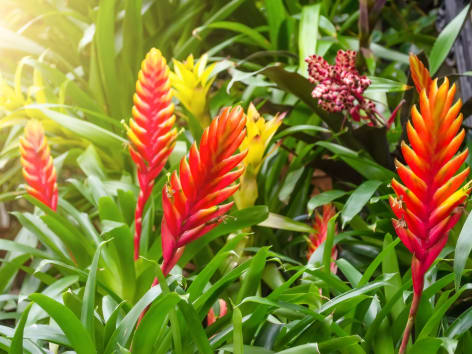 cuidados com bromélias em casa