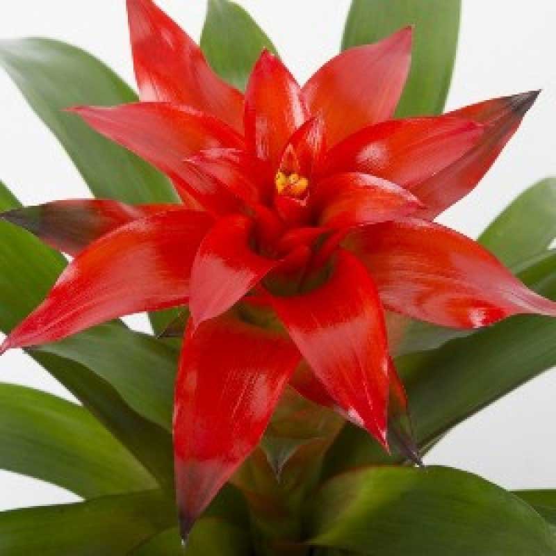 como fazer bromélia florir