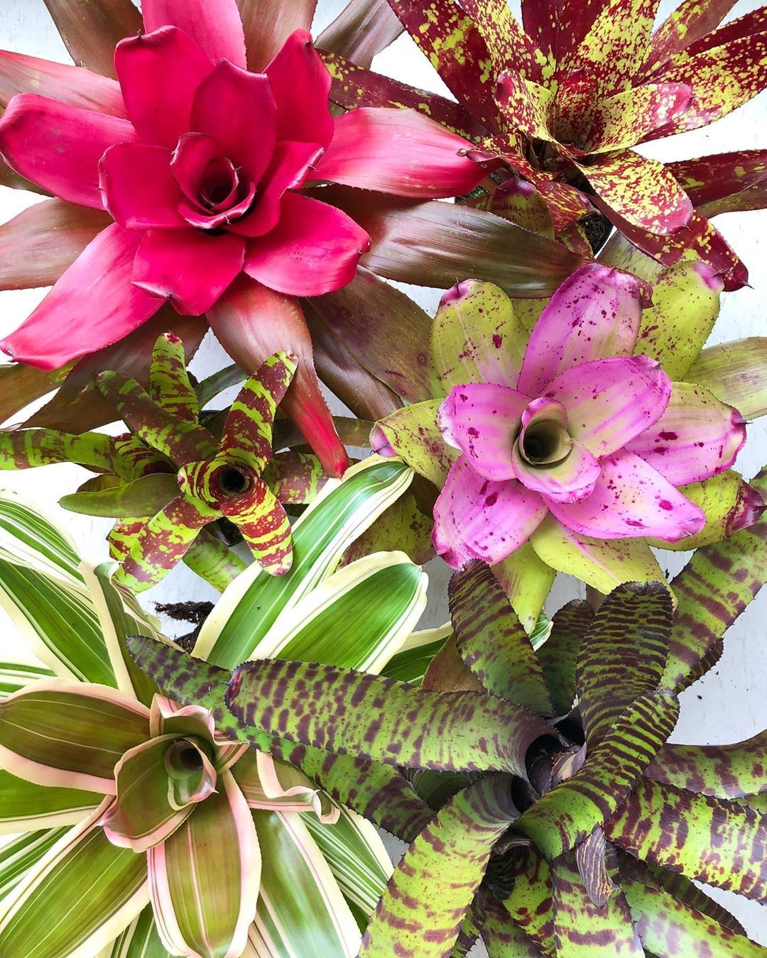 bromélia sol ou sombra