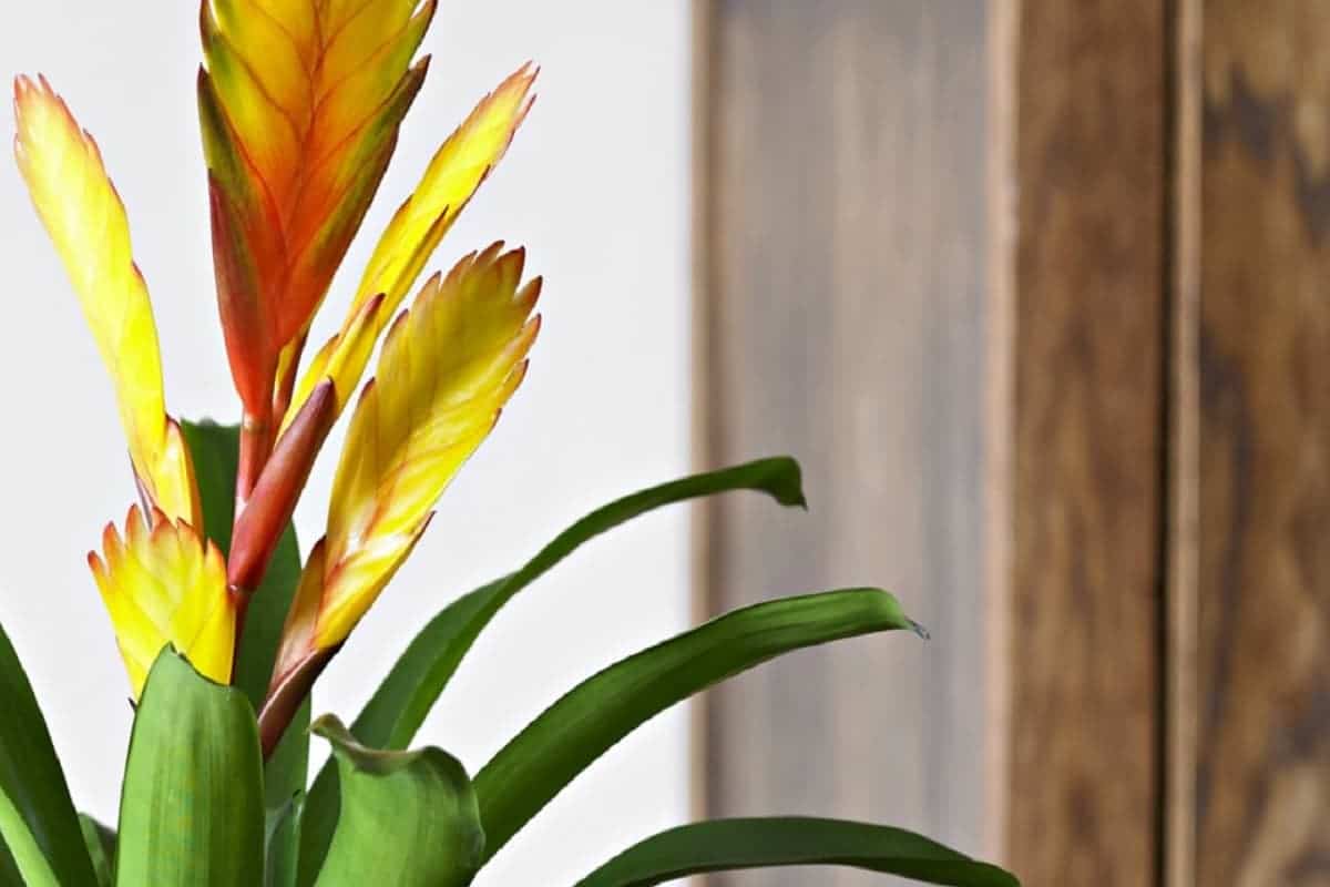 como cuidar de bromelias