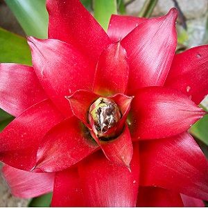 cuidados com bromélias em casa