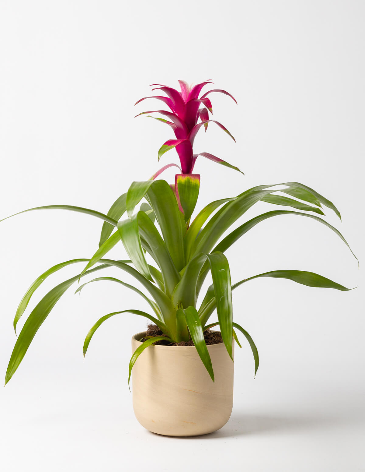 como cuidar de bromelias