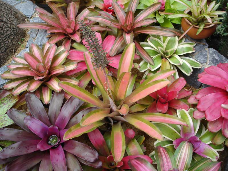 como fazer bromélia florir