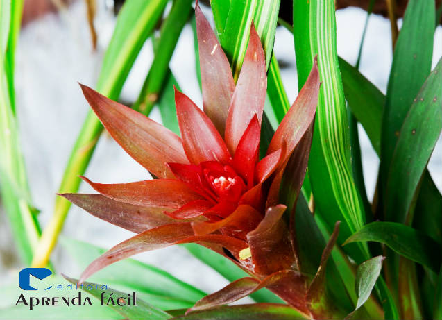 cuidados com bromélias em casa