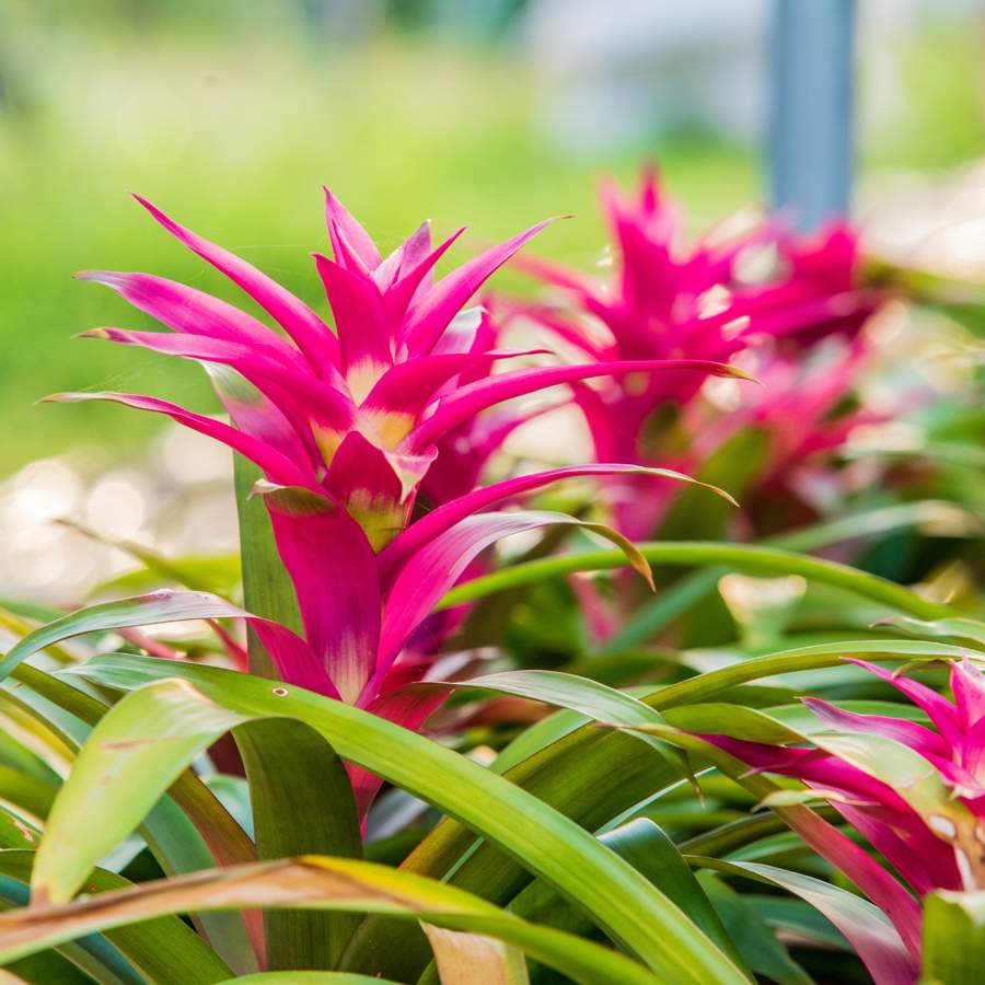 como cuidar de bromelias