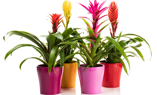 como cuidar de bromelias