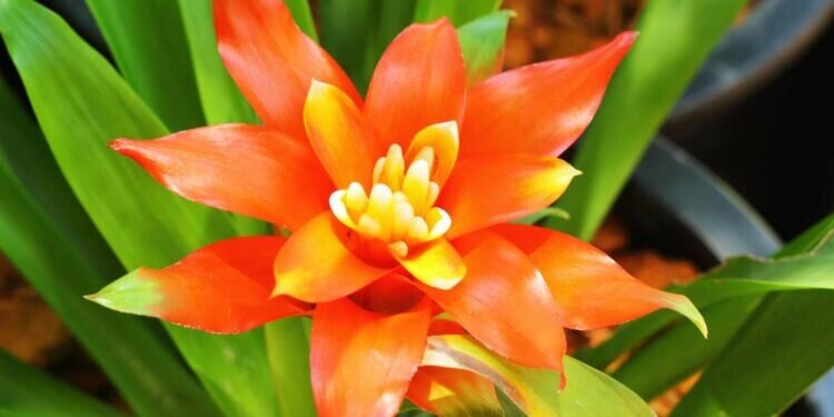 como cuidar de bromelias