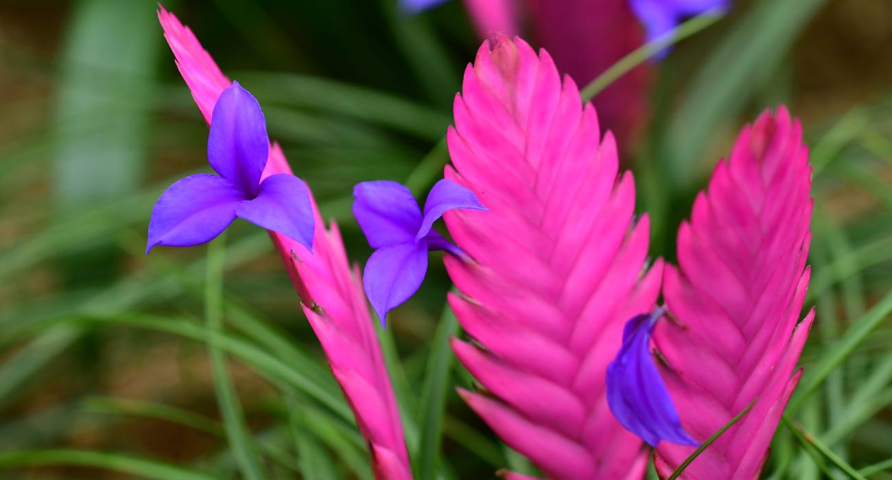 cuidados com bromélias em casa