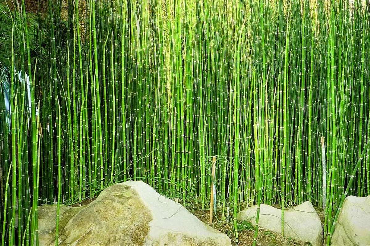 como cuidar de cavalinha em vaso