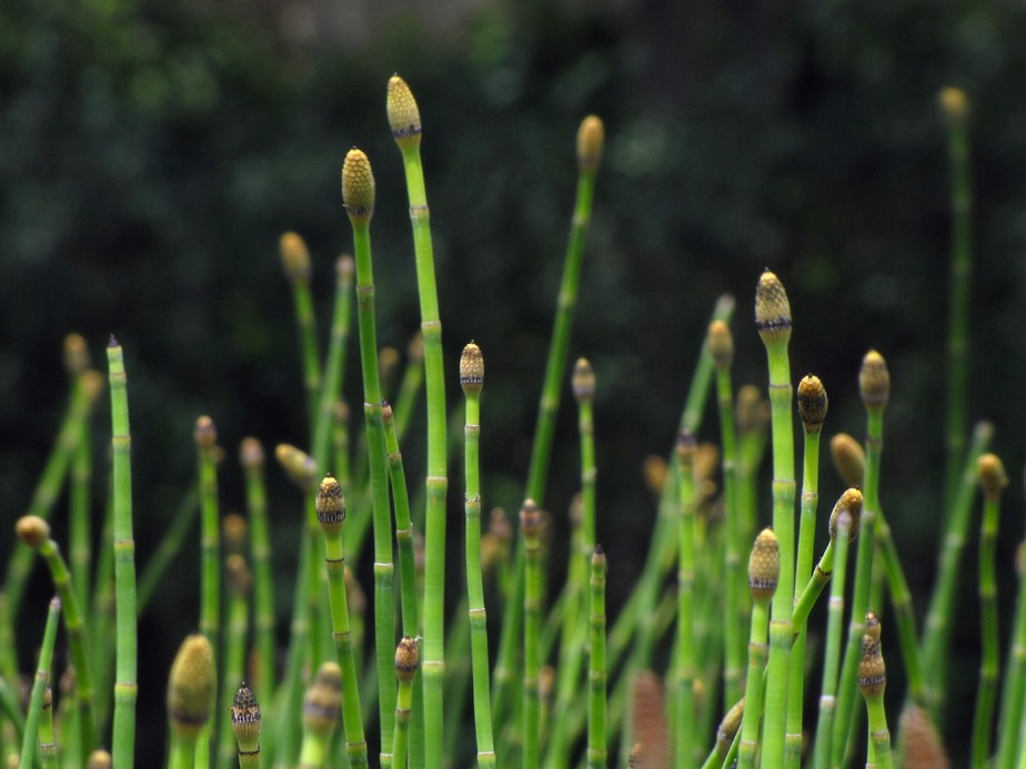 por que minha cavalinha em vaso está morrendo