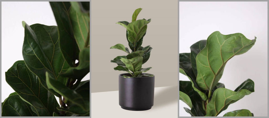 principais erros ao cuidar de ficus lyrata e como evitar