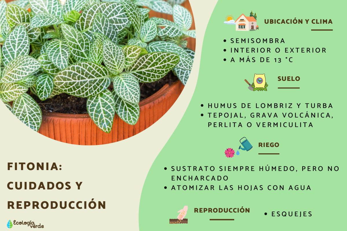 Guia Completo: Como Montar um Terrário para Fitônias Prosperarem