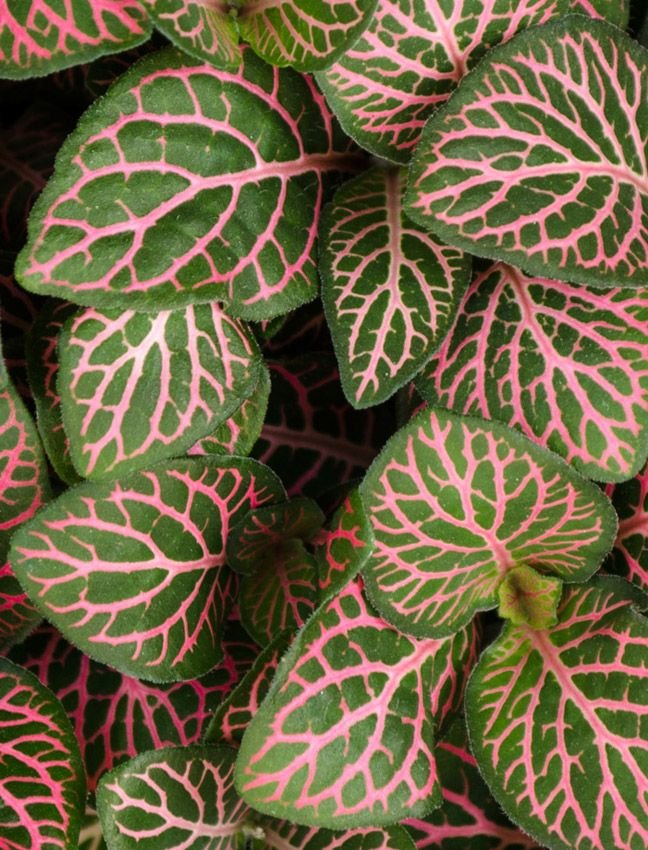 Fitônia Murcha? Dicas de Emergência para Reviver Sua Planta