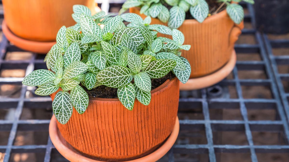 Fitônia no Banheiro: Por Que é o Ambiente Perfeito para Sua Planta Mosaico