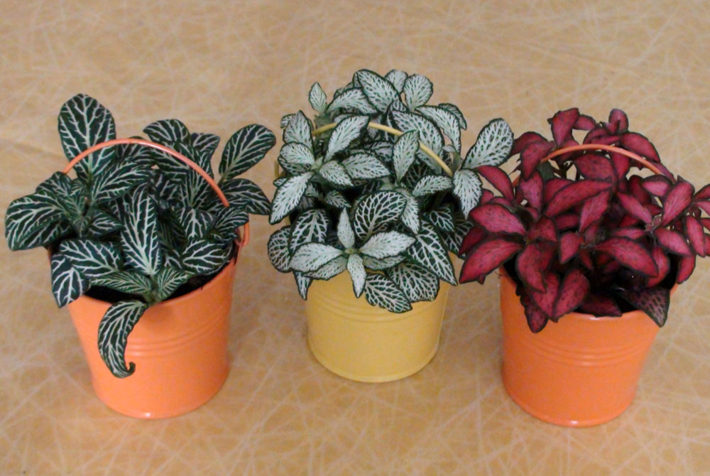 Fitônia Murcha? Dicas de Emergência para Reviver Sua Planta