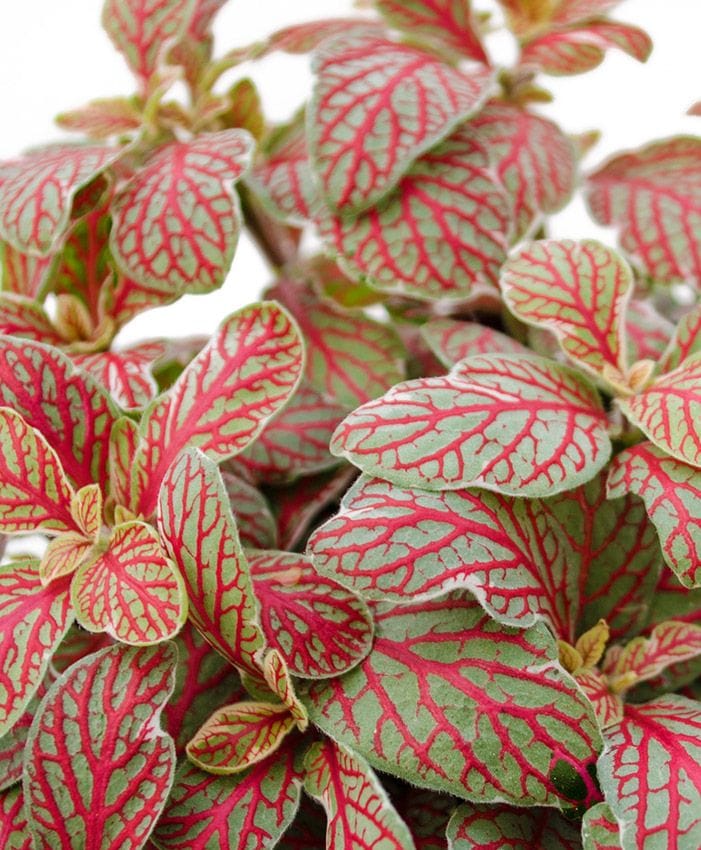 Os Segredos da Poda da Fitônia para um Crescimento Cheio e Saudável