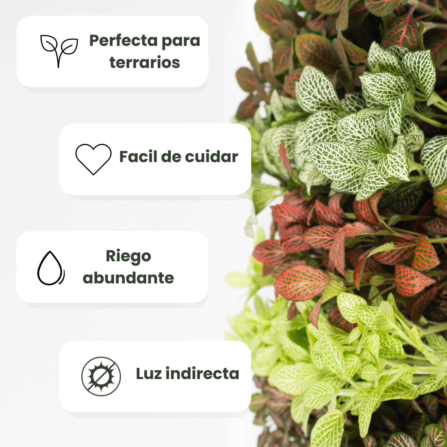 como cuidar de fitonia 2