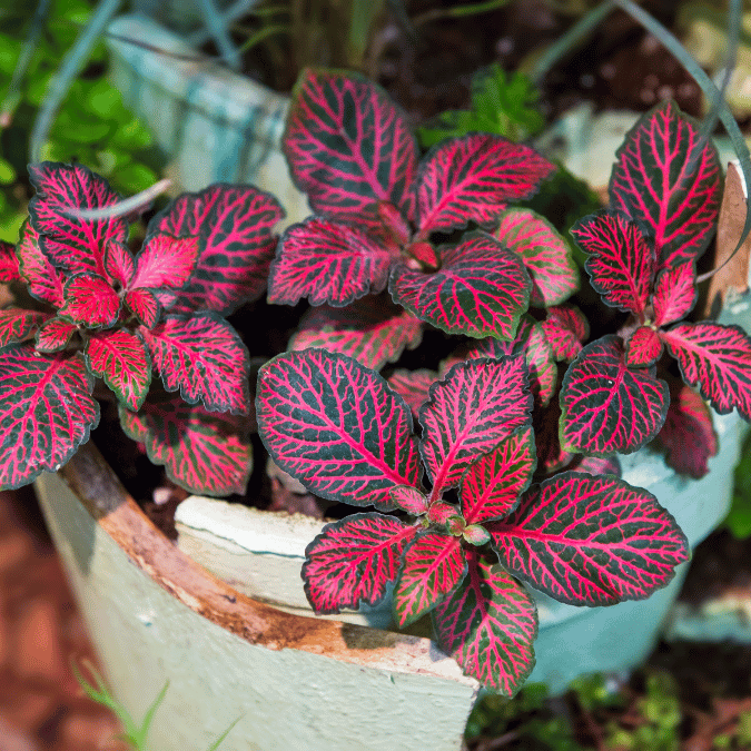 Guia Completo de Rega para Fitônias: Evite o Murchamento Dramático