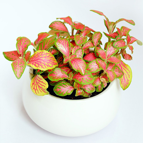 Como Escolher o Substrato Ideal e Adubar Corretamente Sua Fitônia