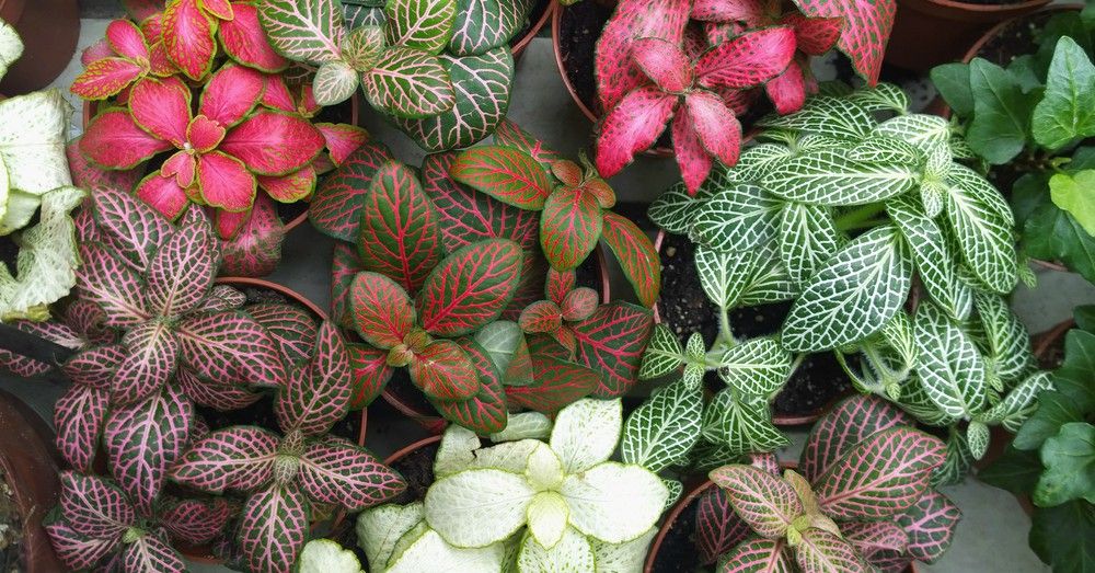 Fitônia Murcha: Causas Comuns e Como Revitalizar Sua Planta-Mosaico