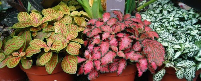 Propagação da Fitônia: Como Fazer Mudas da Sua Planta-Mosaico Facilmente