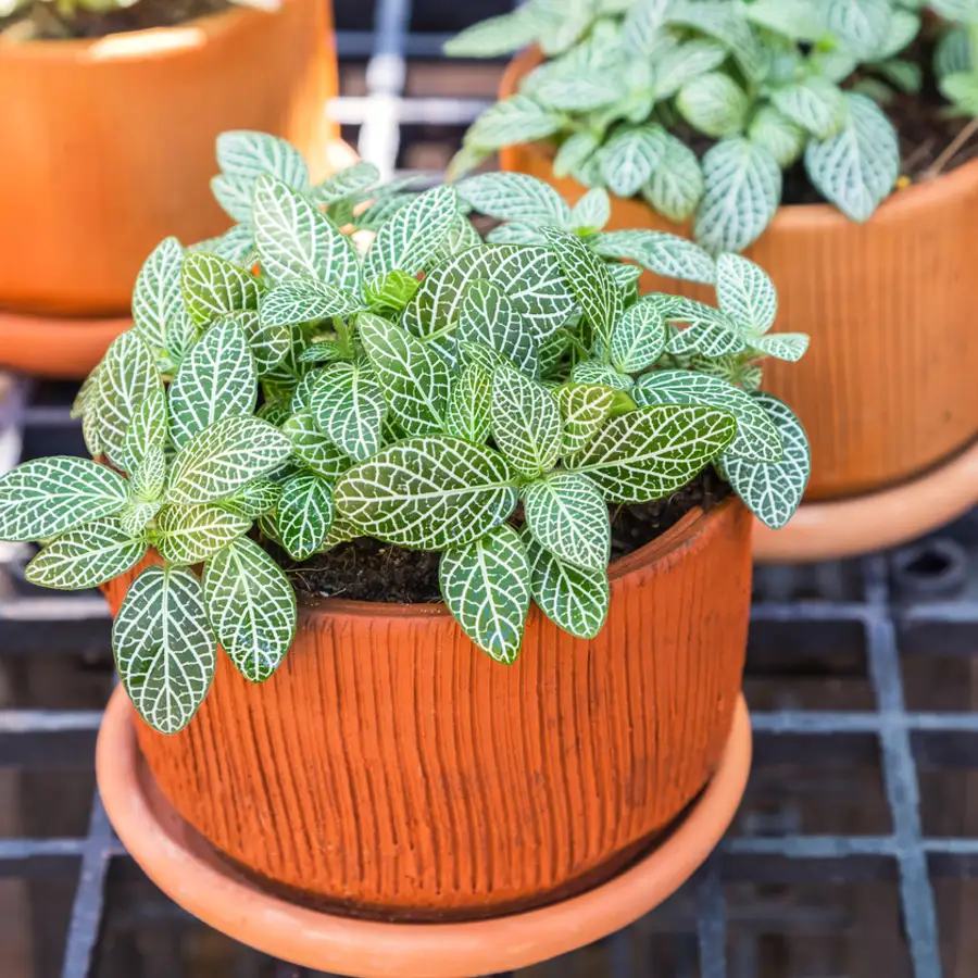 como cuidar de fitonia