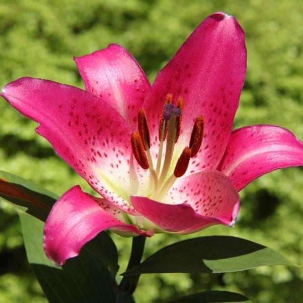 como cuidar de lirios