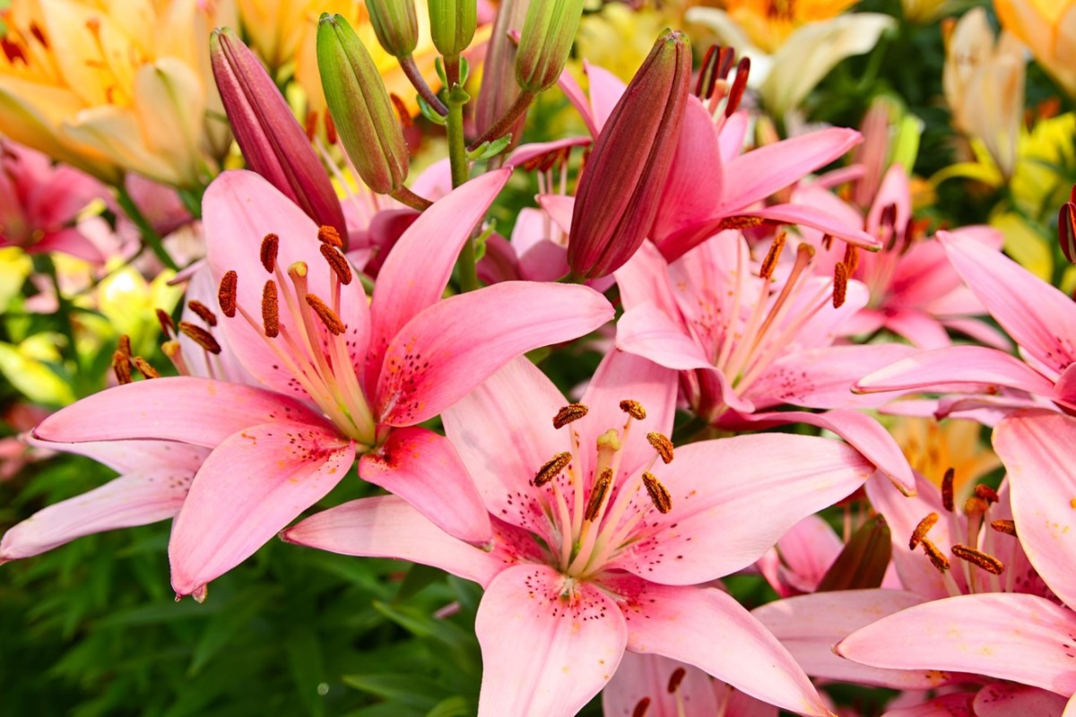 como cuidar de lírios em vaso