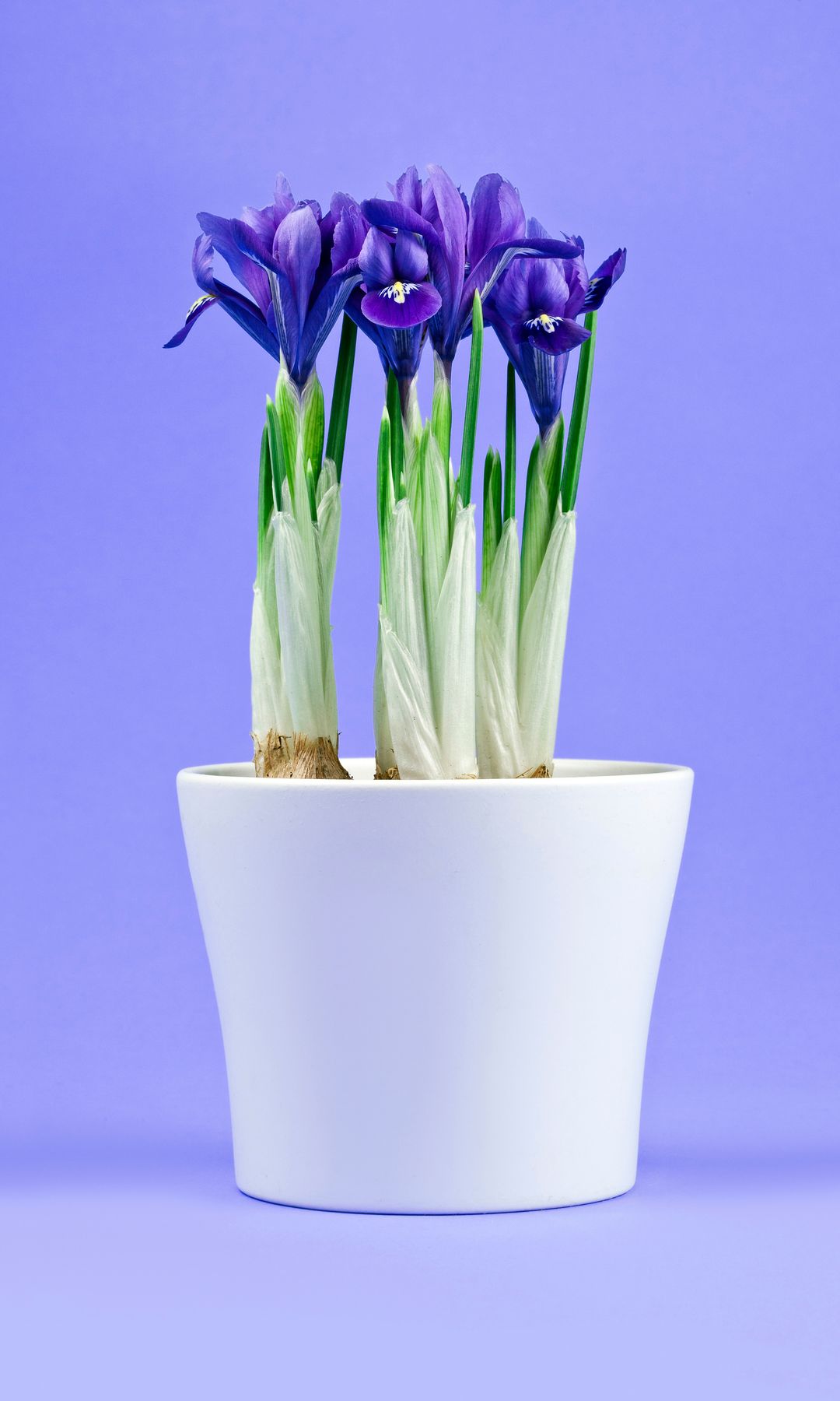 como evitar fungos em lírios