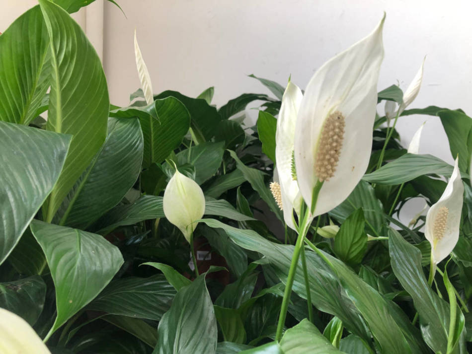 cuidados com lírio da paz em apartamento