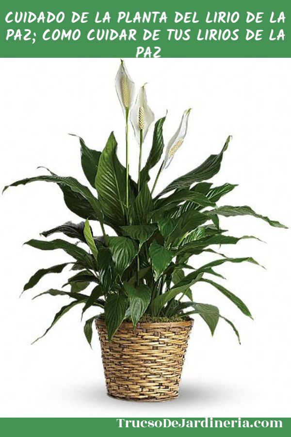 quanto tempo dura a floração do lírio