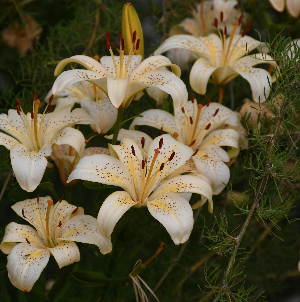 benefícios da vermiculita para lírios