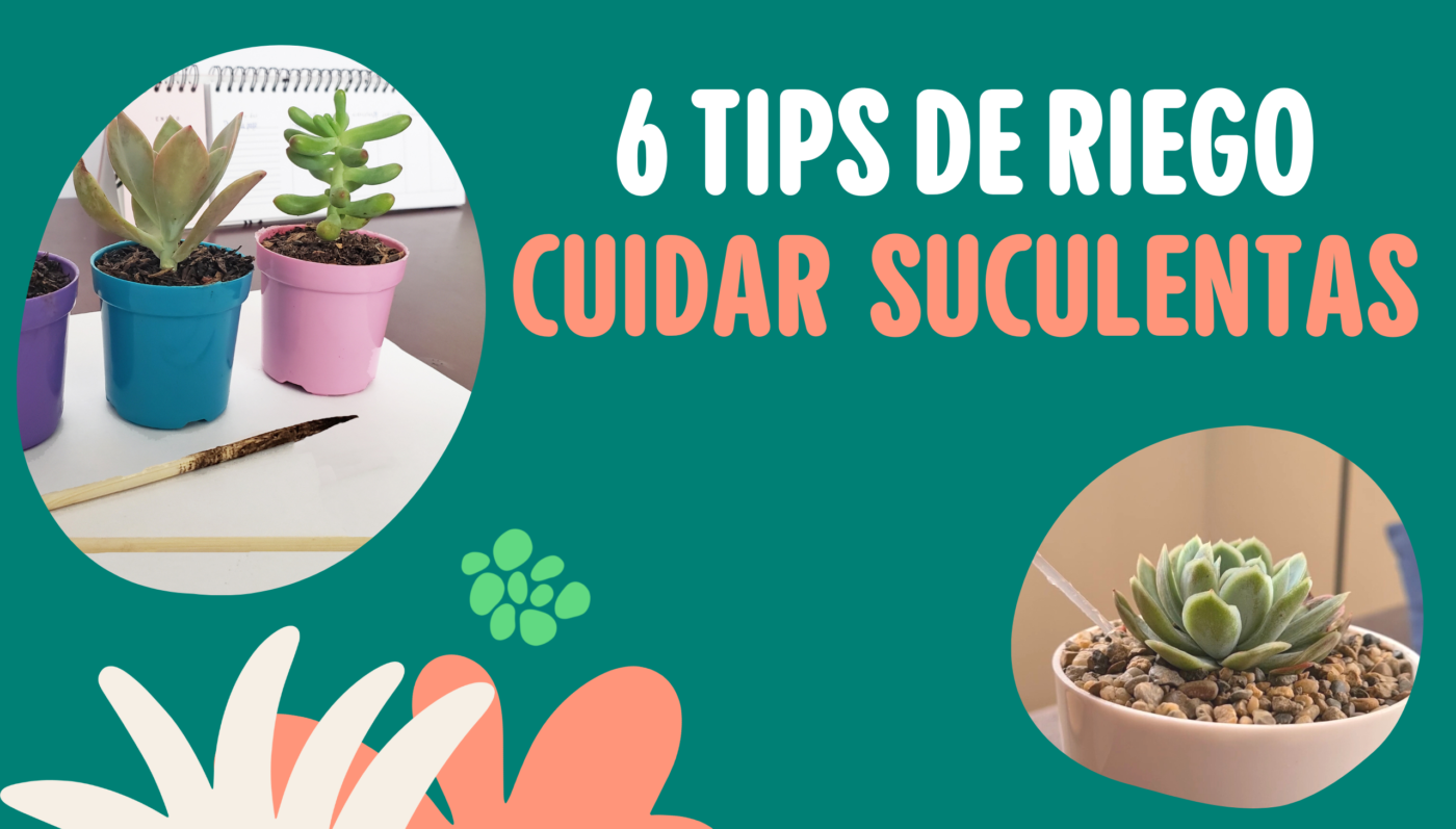 como cuidar de suculentas em vasos