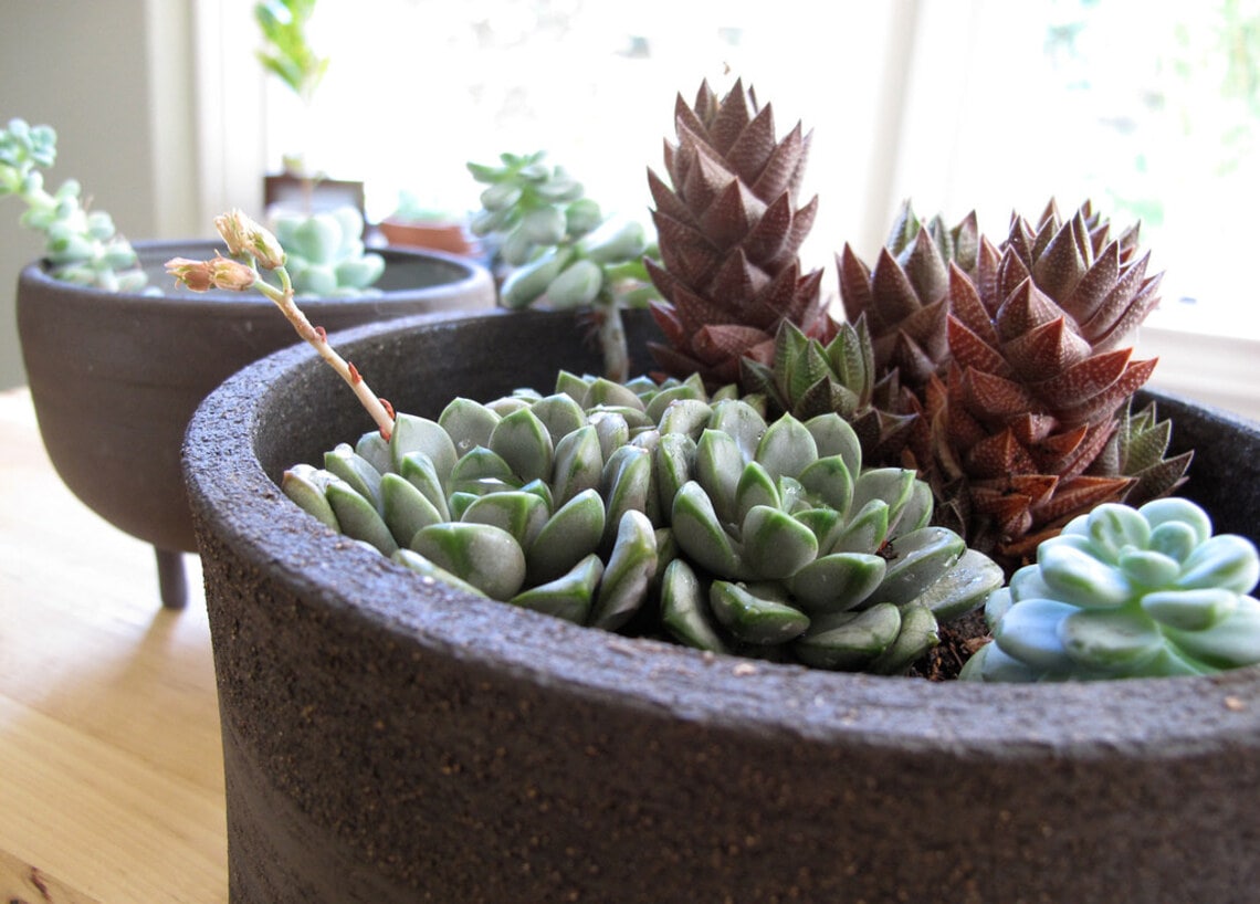 regar suculentas corretamente