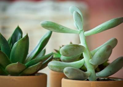 sinais de excesso de água em suculentas