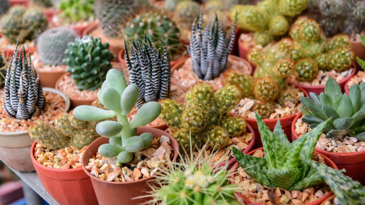como cuidar de suculentas