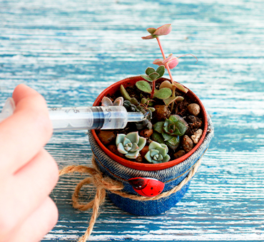 como cuidar de suculentas em vasos