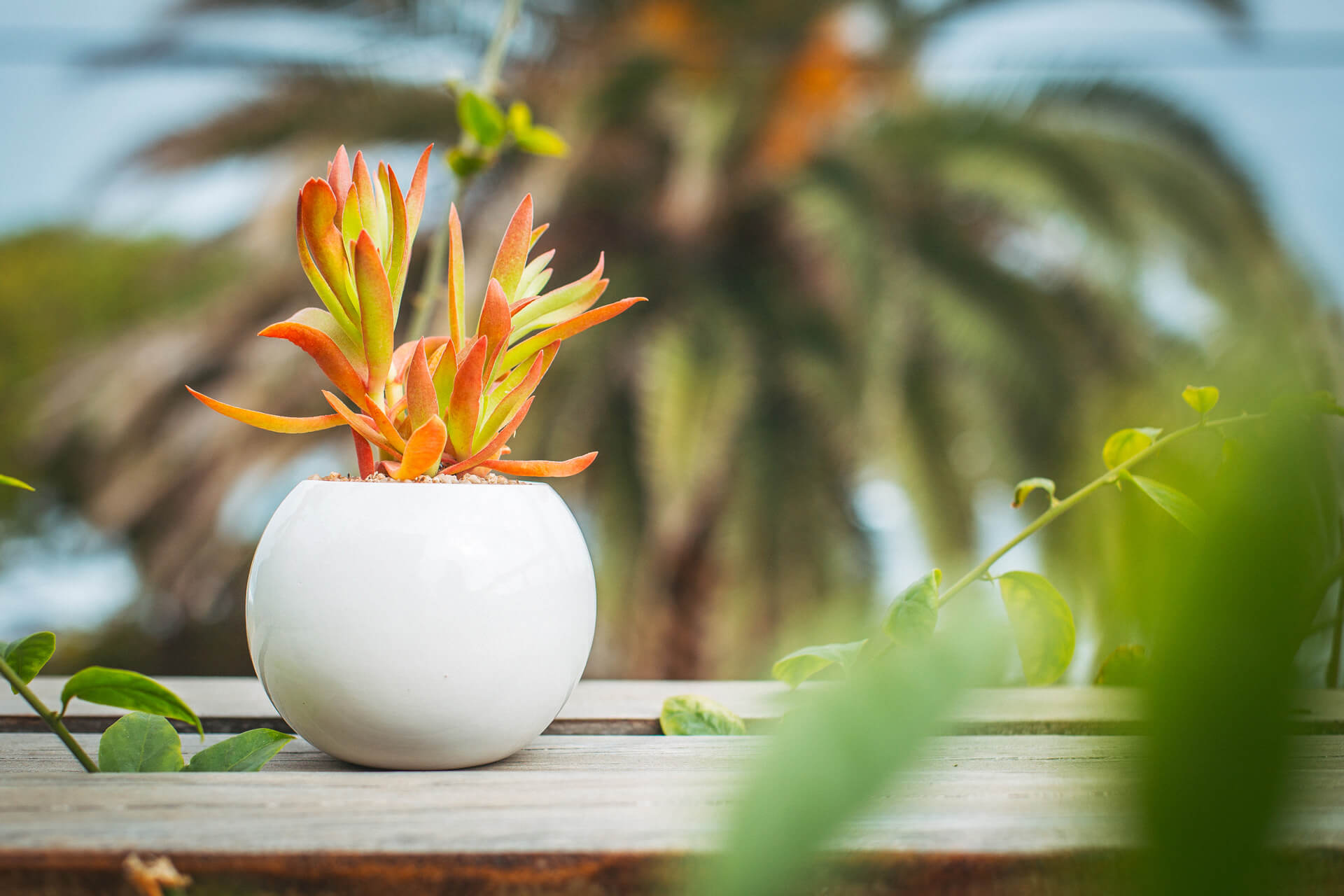 substrato ideal para suculentas