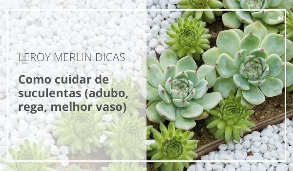 suculentas precisam de sol direto