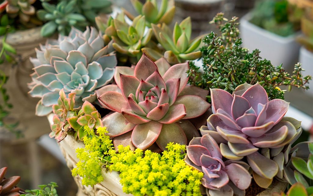 como evitar pragas em suculentas